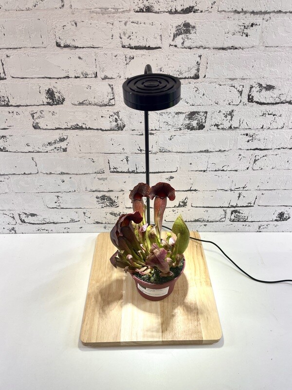 Plantmania GrowLight Station Za Rast Biljaka/Terarija Podloga: 27*28.5cm​ 7W Full Spectrum