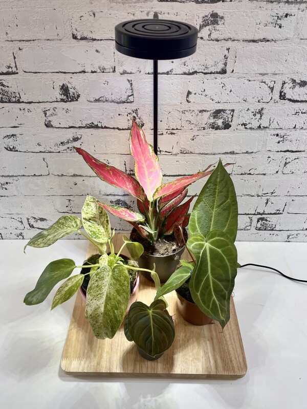 Plantmania GrowLight Station Za Rast Biljaka/Terarija Podloga: 32*33.5cm 9W Full Spectrum