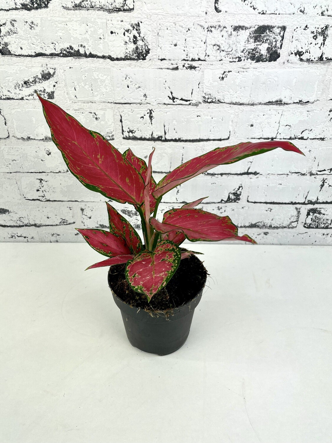 Aglaonema 'Cherry Baby'