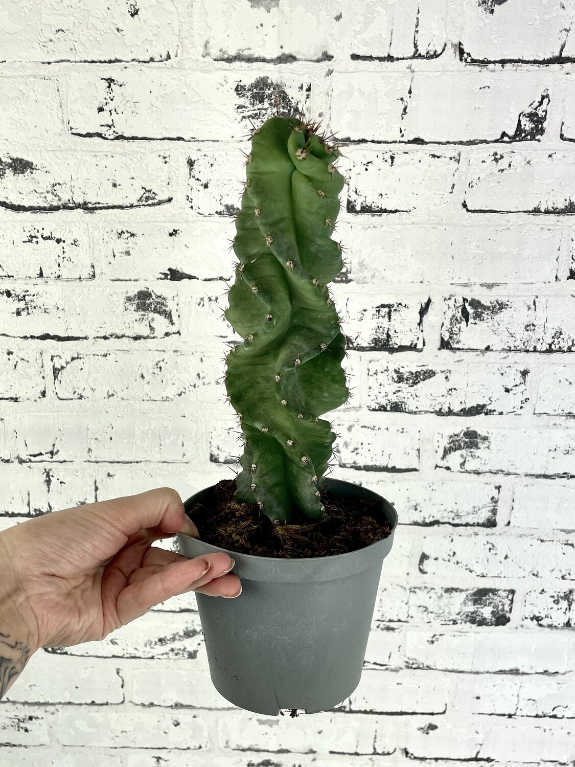 Cereus Forbesii Spiralis (Spiralni Kaktus)