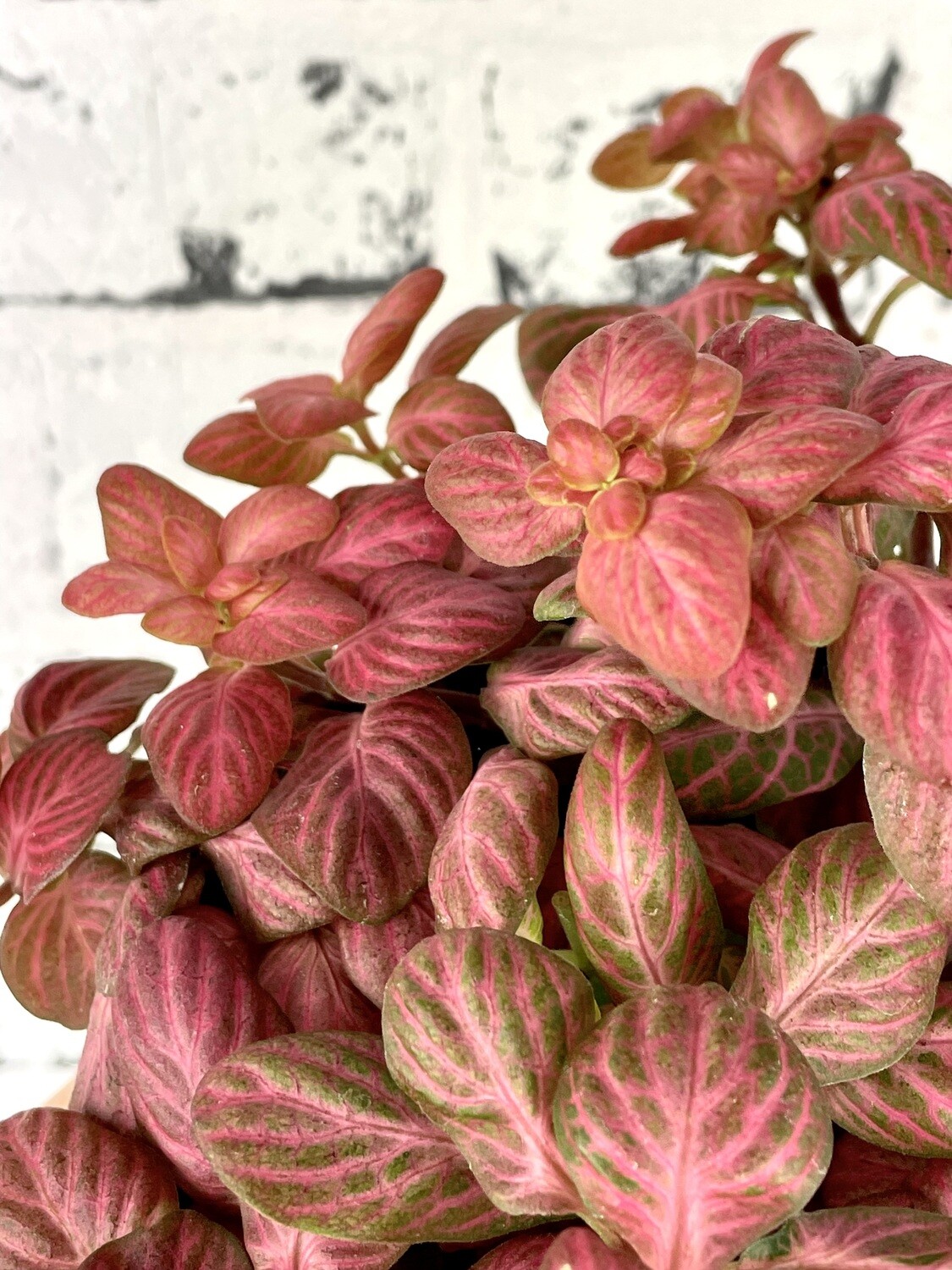 Fittonia 'Special Pink'