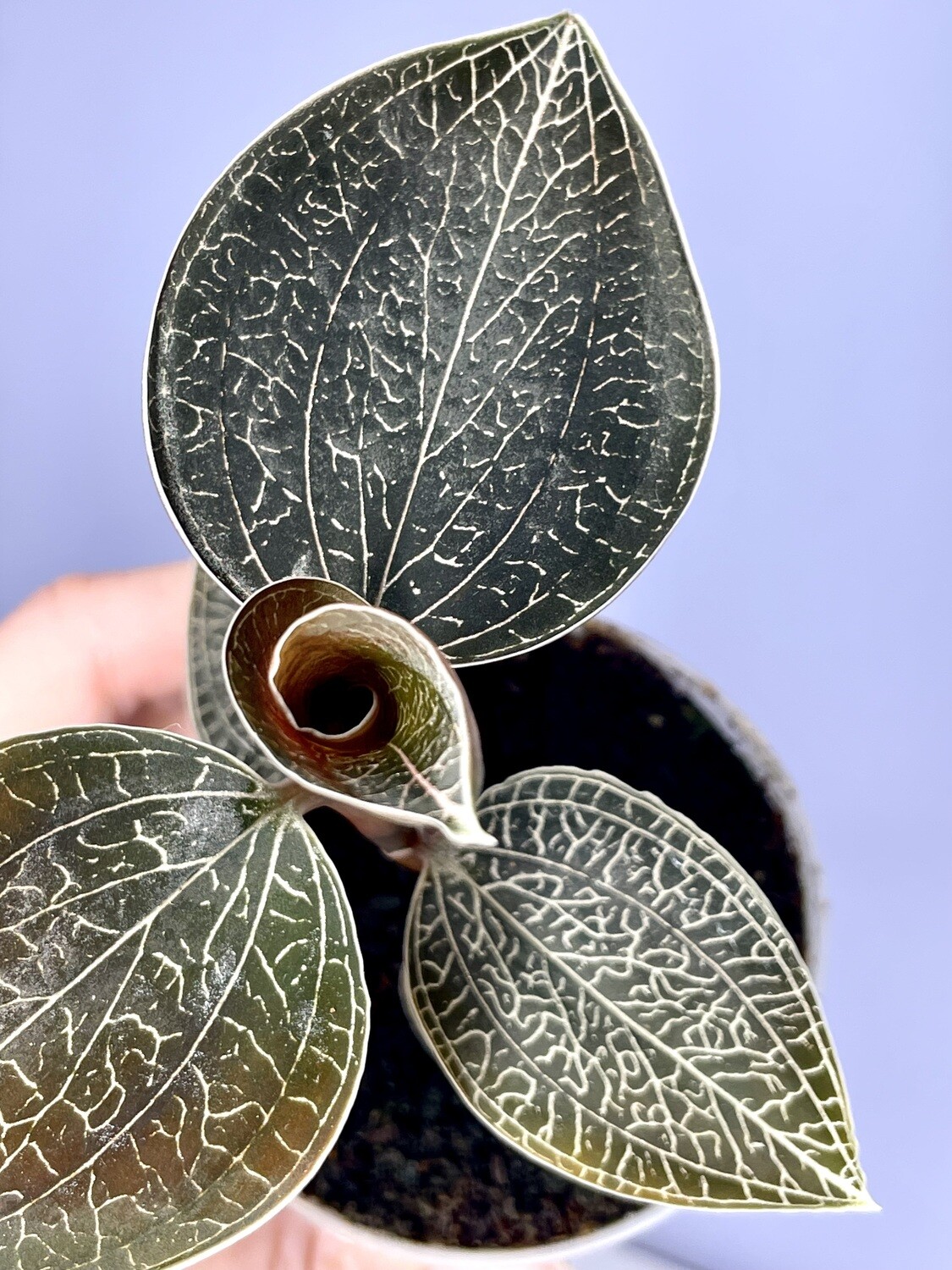 Jewel Orchid Anoectochilus 'Onyx'