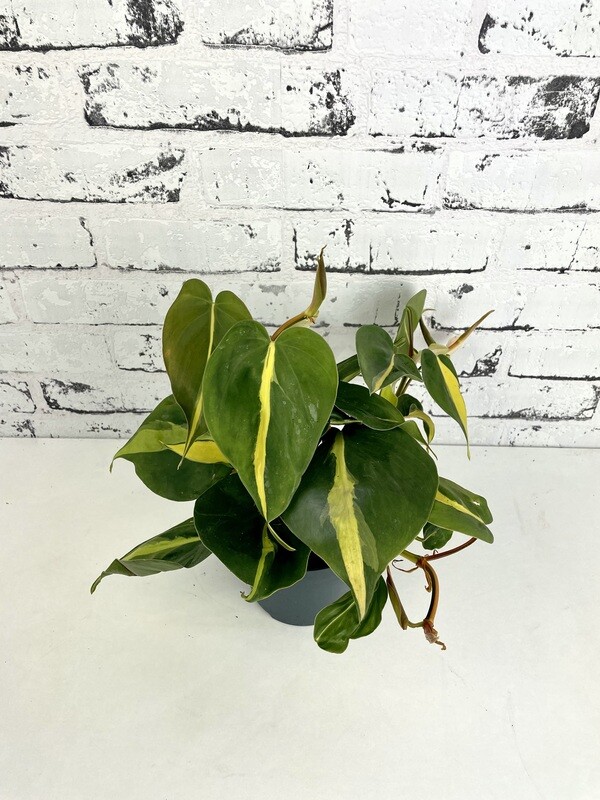 Philodendron Scandens &#39;Brasil&#39;