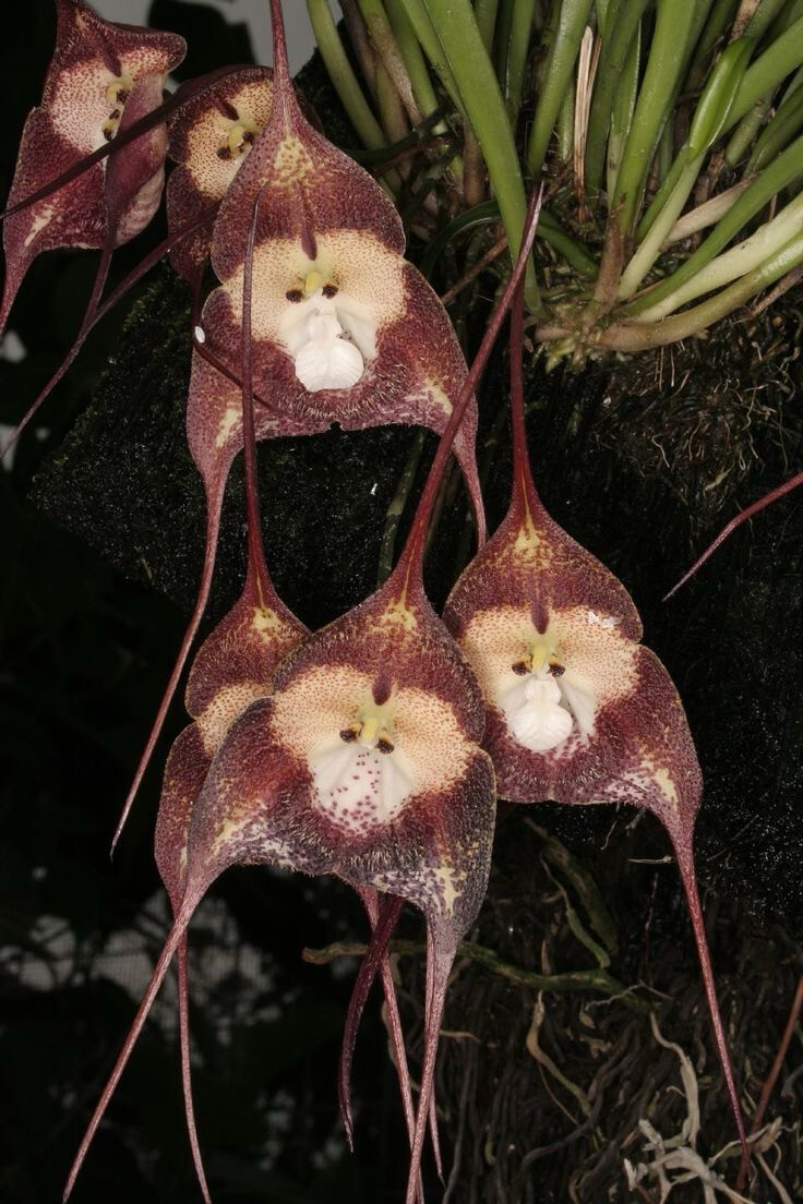 Monkey Orchid (Dracula simia)- Majmun Orhideja