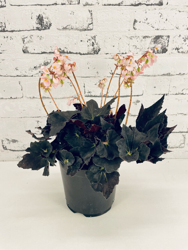 Begonia Black Fang