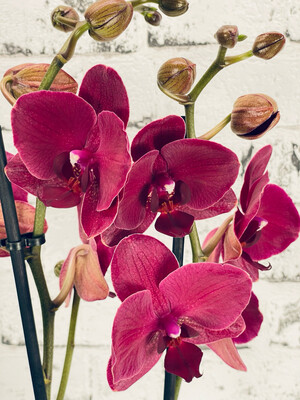 Phalaenopsis ‘Montreux’ Red Orhideja