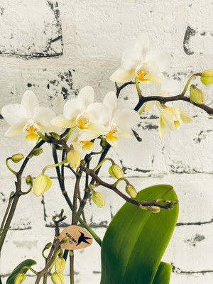 Phalaenopsis White + Keramična Teglica