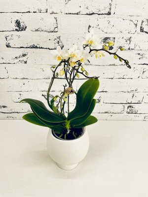 Phalaenopsis White + Keramična Teglica
