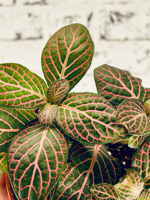 Fittonia Red Angel