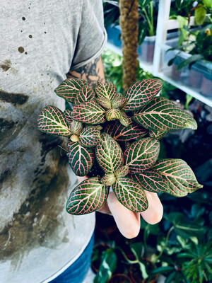 Fittonia Red Angel