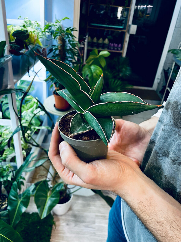Sansevieria Samurai fi9