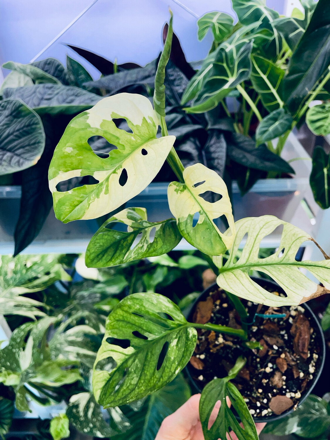 Monstera Adansonii Albo Variegata