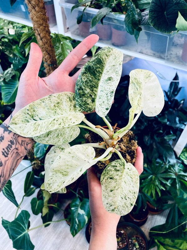 Baby Philodendron Giganteum Variegata 'Blizzard'