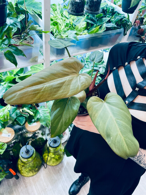 Philodendron Summer Glory fi14