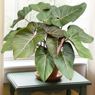 Philodendron Summer Glory fi14