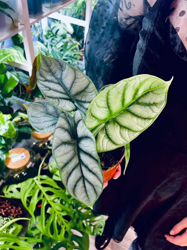 Alocasia Silver Dragon