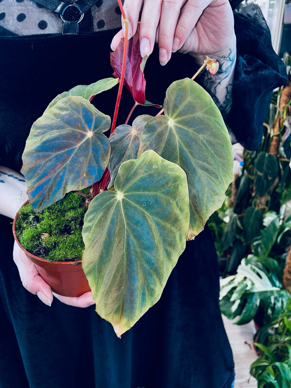 Begonia Pavonina 
