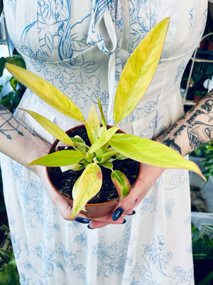 Philodendron Calkin Gold fi12