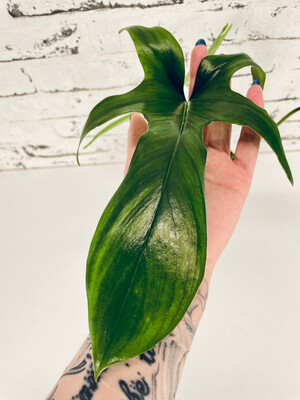 Philodendron Glad Hands fi12