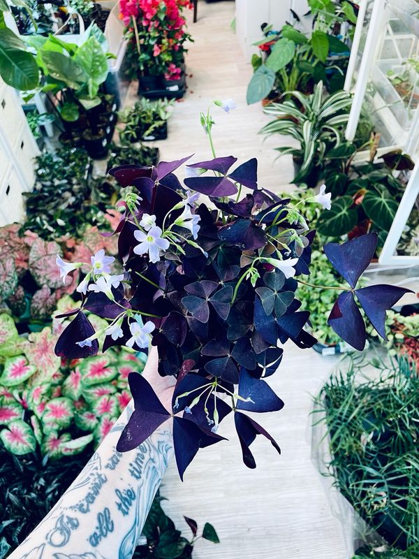 Oxalis triangularis Mijke 