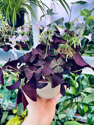 Oxalis triangularis Mijke 