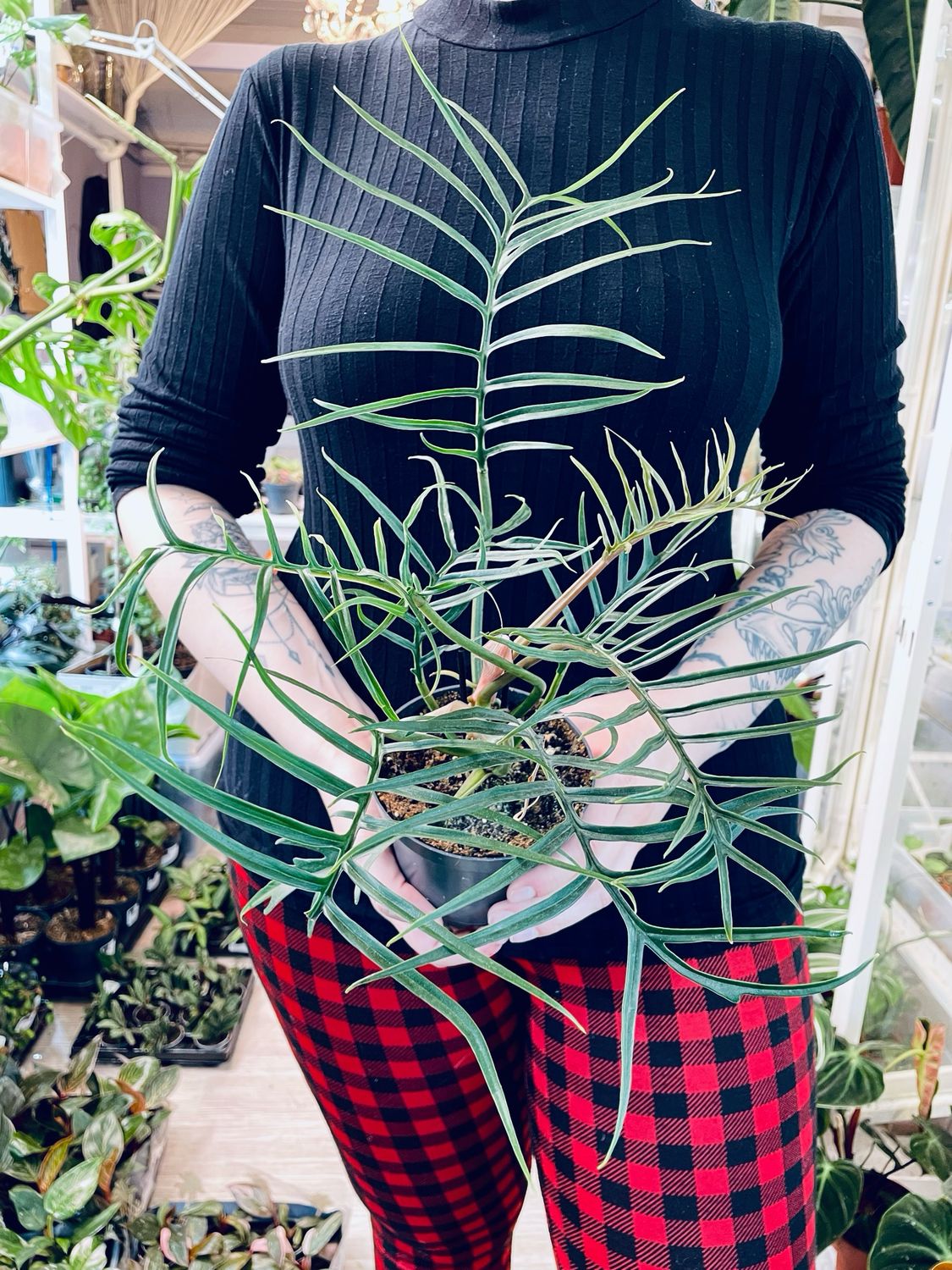 Philodendron Tortum fi12