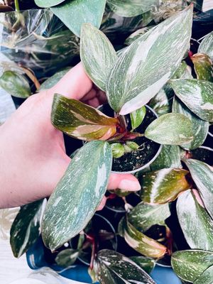 Phildoendron Pink Princess Marble Baby