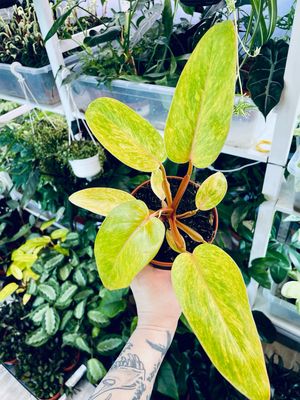 Philodendron &#39;Painted Lady&#39;