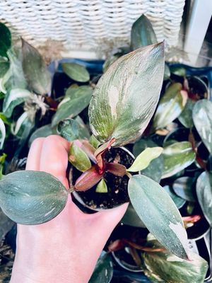 Philodendron pink princess baby fi6