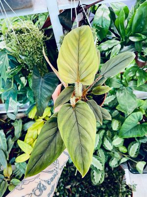 Philodendron Serpens fi10,50