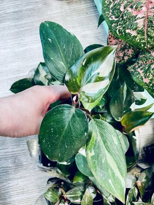 Philodendron White Knight baby fi6