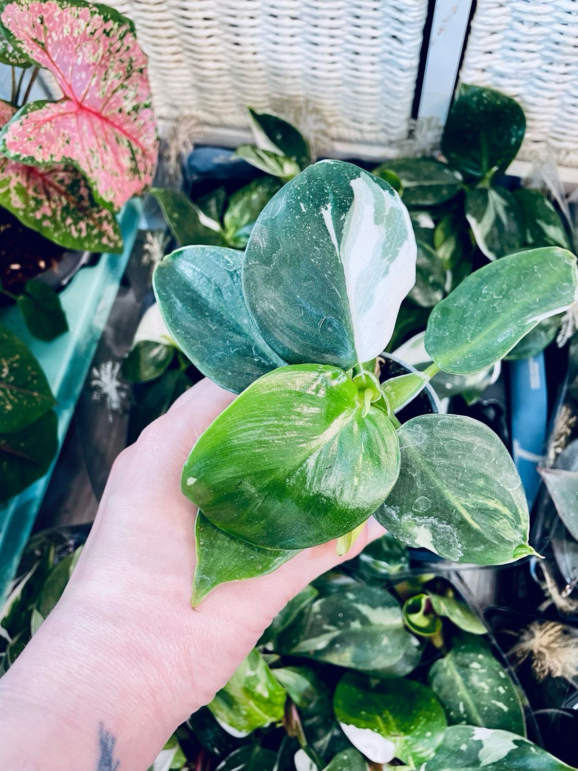 Philodendron White Wizard baby fi6
