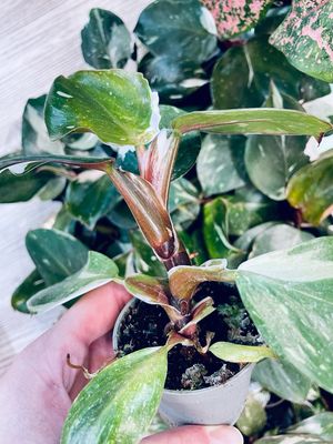 Philodendron White Knight baby fi6