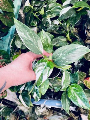 Philodendron White Princess baby fi6