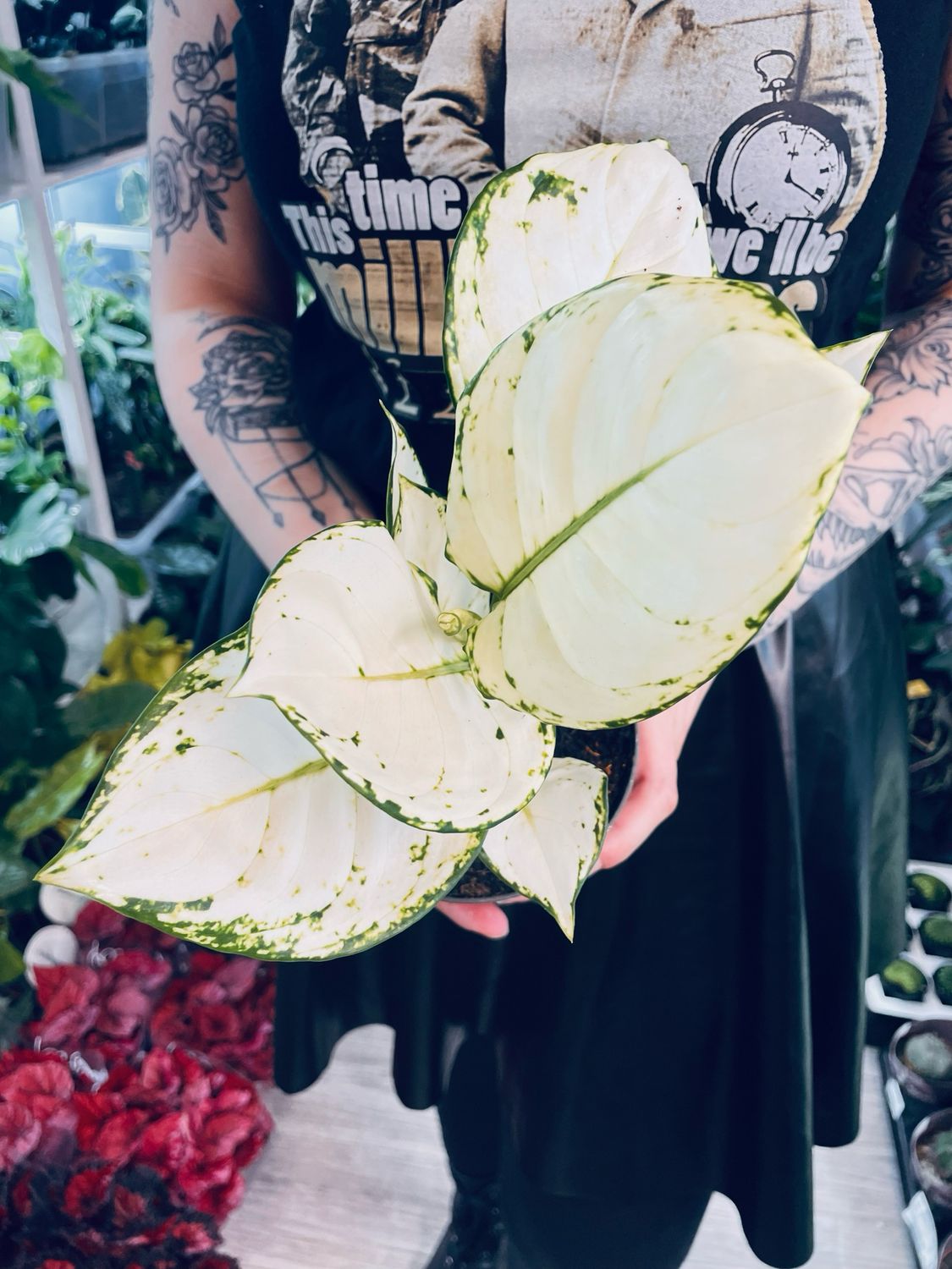 Aglaonema &quot;White Joy&quot;