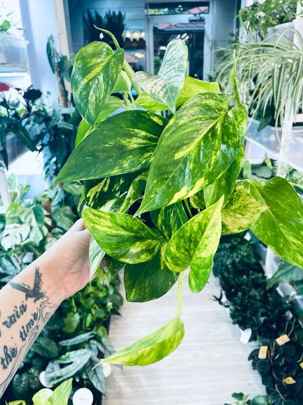 Epipremnum aureum Hicolor fi12