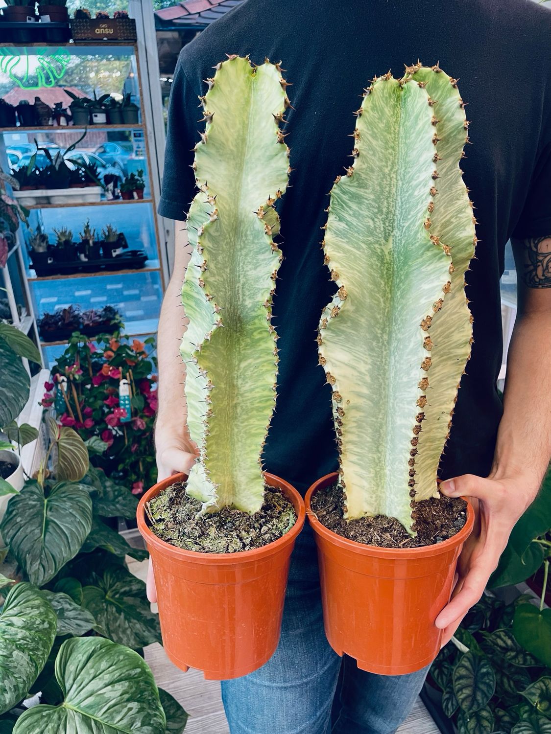 Euphorbia Ingens Variegata Marmorata