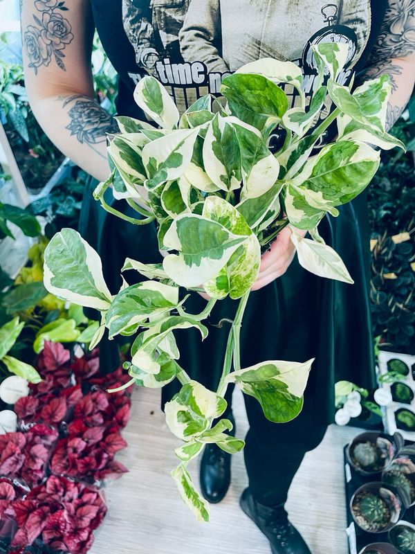 Epipremnum Aureum &#39;Njoy&#39;