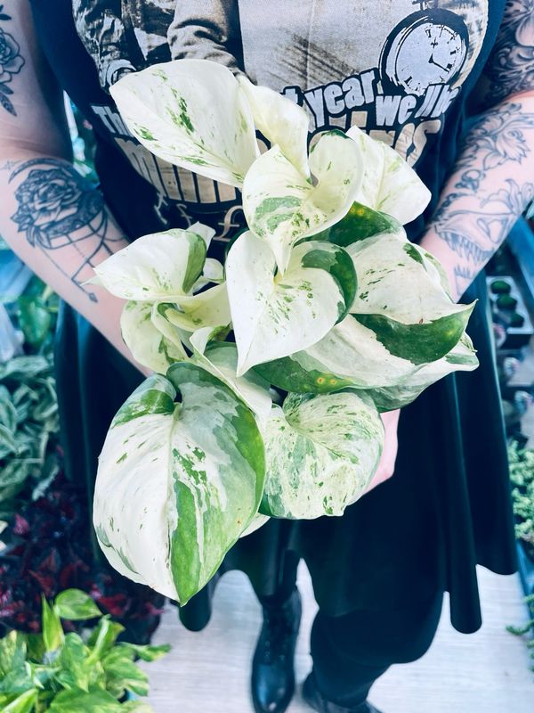 Epipremnum Aureum &#39;Happy Leaf&#39; &#39;Manjula Pothos&#39;