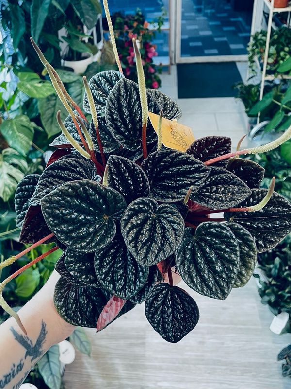 Peperomia Chocolat fi12