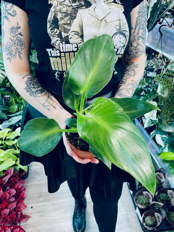 Philodendron Rugosum aberrant form fi12