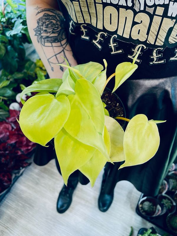 Philodendron scandens Lime