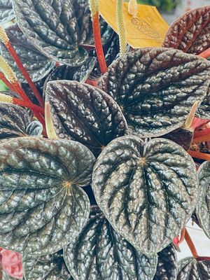 Peperomia Chocolat fi12