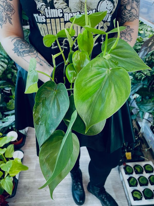 Philodendron Scandens fi12