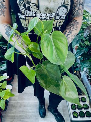 Philodendron Scandens fi12