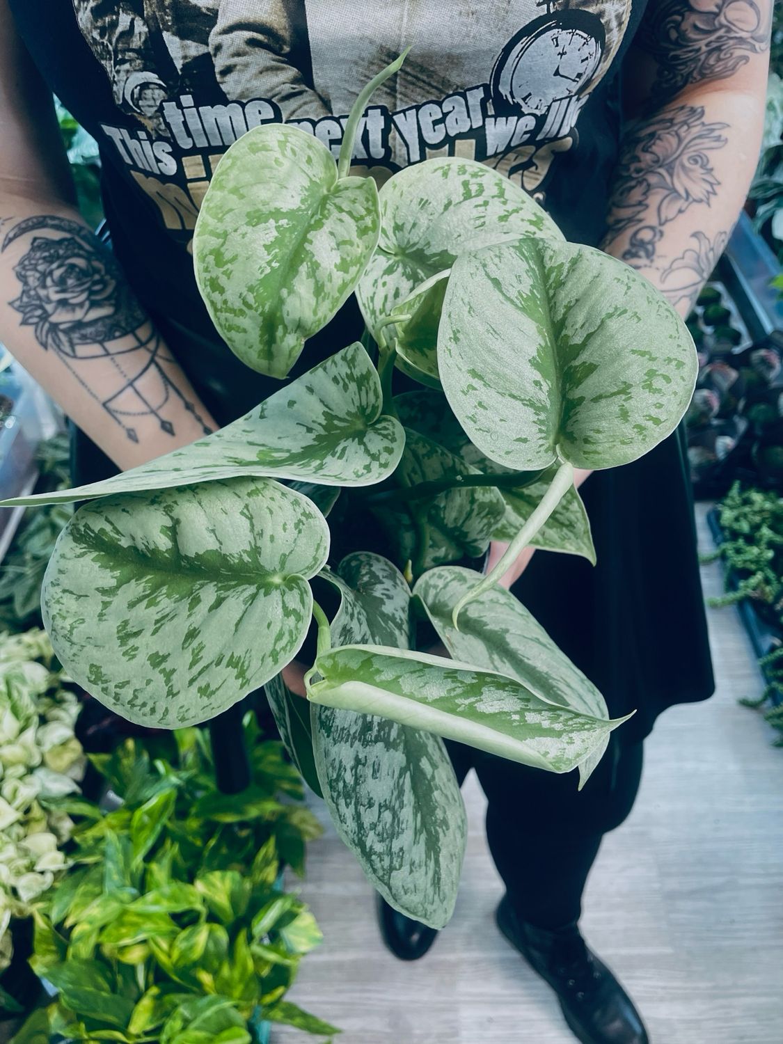 Scindapsus pictus Trebie fi12