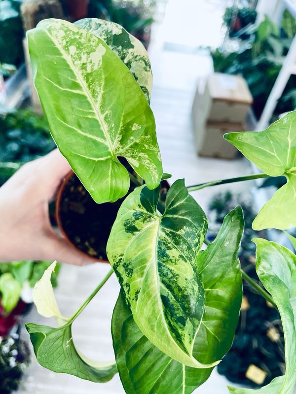 Syngonium Aurea 