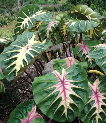 Colocasia Madeira Star fi13