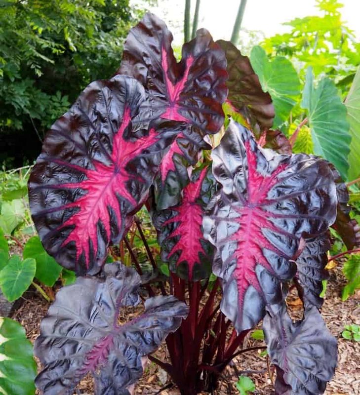 Colocasia Redemption fi13