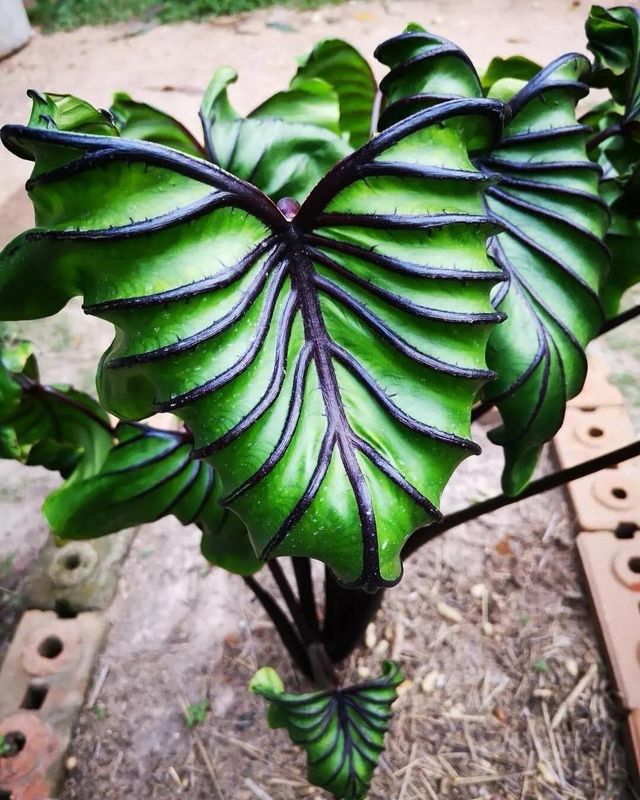 Colocasia Pharaohs Mask fi13